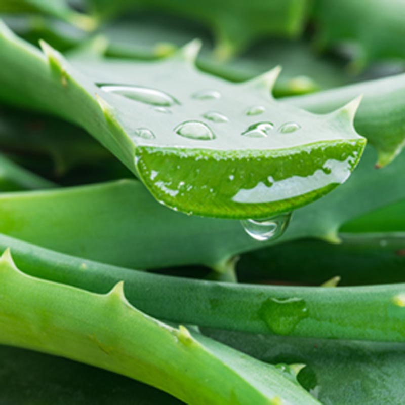 Aloe skin care product